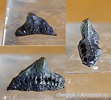 карбон, Пески, зубы рыб, fish teeth