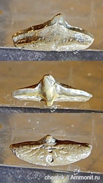 мел, зубы акул, Cederstroemia, Варавино, Cretaceous, shark teeth