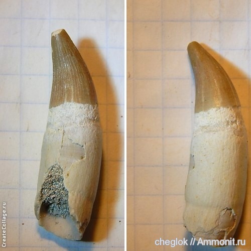 мел, водные рептилии, Марокко, зубы рептилий, Cretaceous