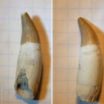зуб из Марокко -- мозазавр с корнем