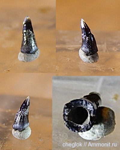 юра, Фили, зубы рыб, костные рыбы, Jurassic, fish teeth