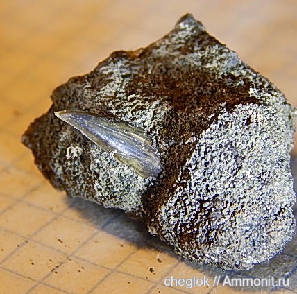 юра, Фили, Sphenodus, зубы акул, зубы рыб, fish teeth, shark teeth