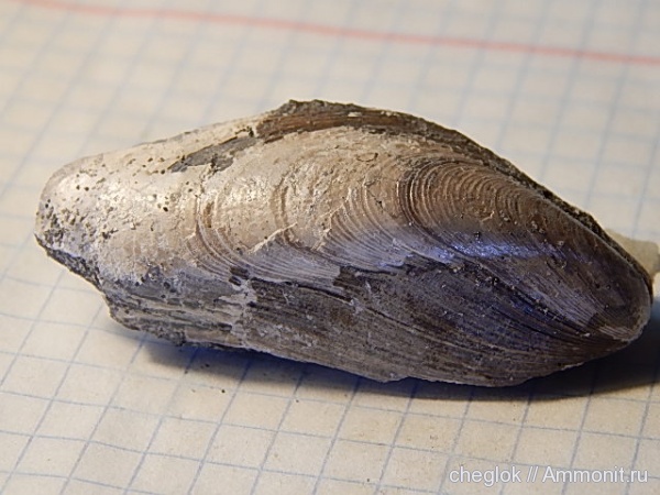 юра, двустворчатые моллюски, беспозвоночные, Modiolus