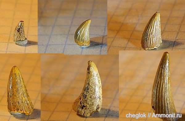 мел, плезиозавры, морские рептилии, сеноман, зубы рептилий, Шацк