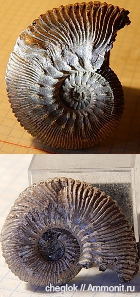 аммониты, юра, Михайлов, Kosmoceras, прижизненные повреждения, ammonoid sublethal injuries