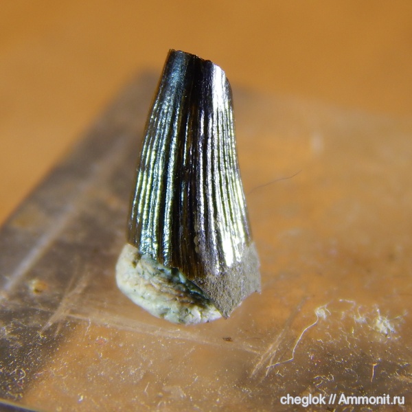 юра, Фили, морские рептилии, зубы рептилий