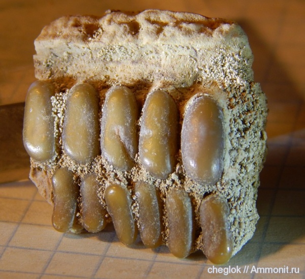 эоцен, Марокко, Pycnodus, зубы рыб, костные рыбы, ипр, Pycnodus pellei, fish teeth