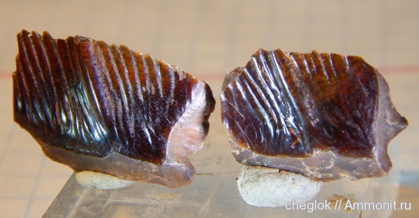 мел, рыбы, Марокко, сеноман, чешуя рыб, Lepidotes, кекем, fish