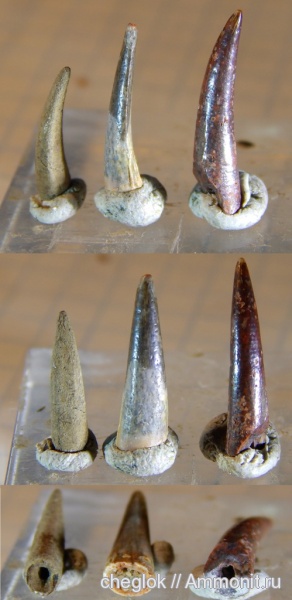 рептилии, мел, птерозавры, Марокко, зубы рептилий, зубы рыб, костные рыбы, Cladocyclus, Coloborhynchus, fish teeth