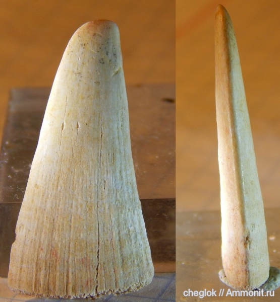 эоцен, Марокко, зубы рыб, ипр, Pristis mucrodens, fish teeth