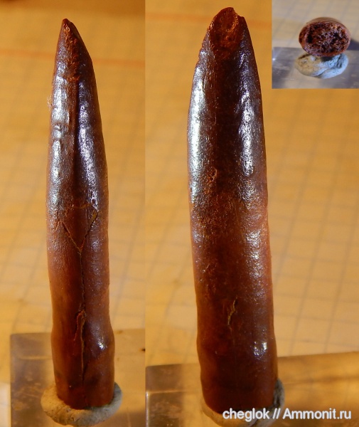 динозавры, мел, зауроподы, Марокко, сеноман, зубы рептилий, Rebbachisaurus