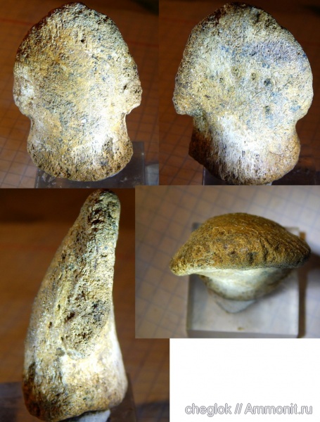 динозавры, Казахстан, ранний мел, Ornithomimosauria, концевая фаланга, урочище Байбадши