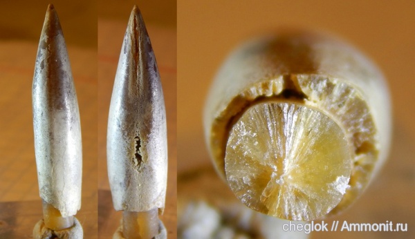 белемниты, юра, Фили, головоногие моллюски, аномалии развития