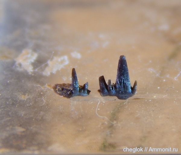 карбон, Гжель, зубы рыб, fish teeth