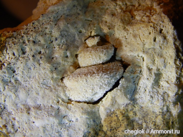 гастроподы, карбон, Гжель