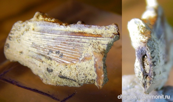 мел, рыбы, позвоночные, сеноман, Варавино, fish