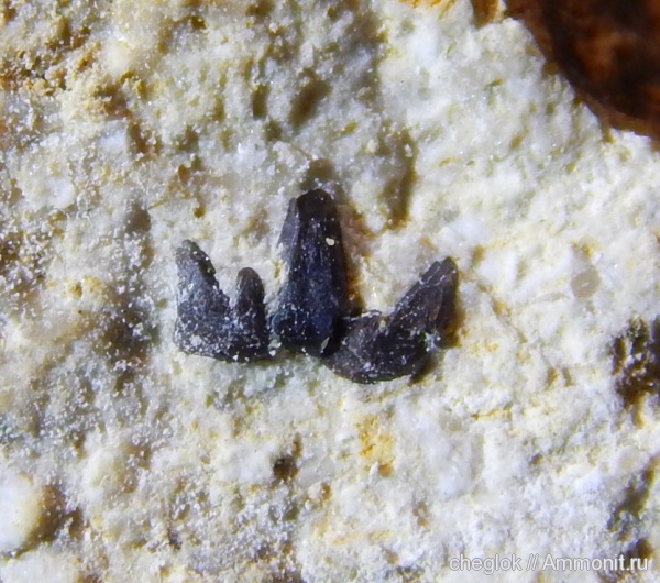 карбон, Гжель, Glikmanius, зубы рыб, fish teeth