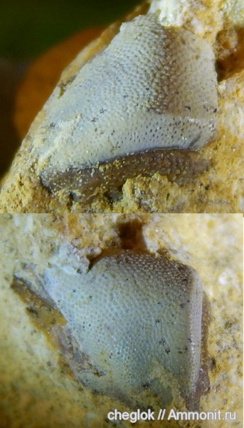 карбон, Русавкино, зубы рыб, Deltoptychius, fish teeth