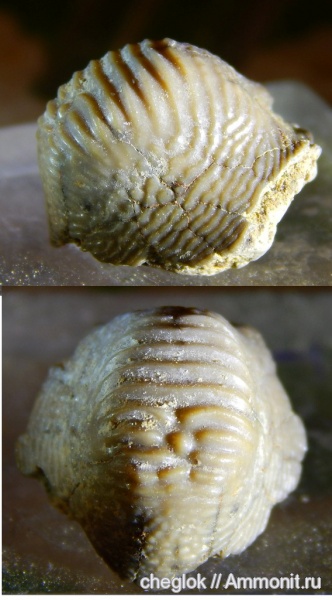 мел, зубы акул, Ptychodus, Варавино, shark teeth