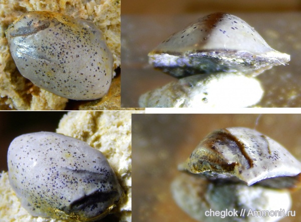 карбон, Гжель, зубы рыб, fish teeth