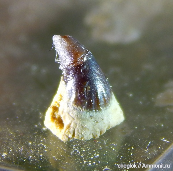 карбон, Русавкино, зубы позвоночных