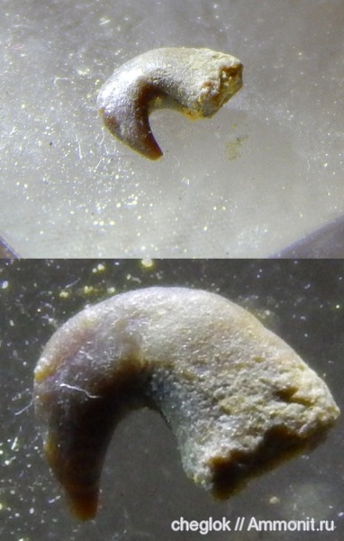 карбон, позвоночные, Русавкино