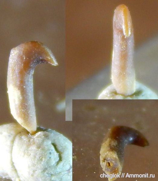 карбон, позвоночные, Русавкино