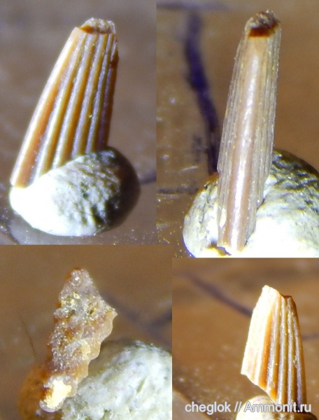 карбон, рыбы, позвоночные, Русавкино, плавниковые шипы, fish