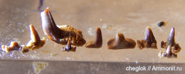 карбон, Русавкино, Glikmanius, Stethacanthus, зубы рыб, Deihim, Symmoriidae, fish teeth