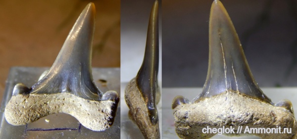 мел, зубы акул, Варавино, shark teeth