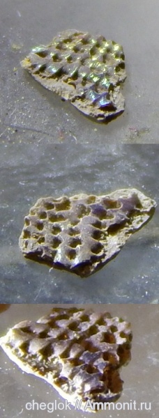 карбон, рыбы, позвоночные, Русавкино, fish