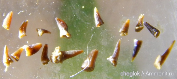 карбон, Русавкино, зубы рыб, fish teeth