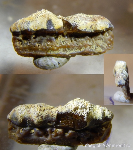 карбон, Русавкино, зубы рыб, Eugeneodontiformes, fish teeth