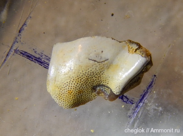 карбон, Русавкино, зубы рыб, fish teeth