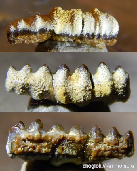 карбон, Русавкино, зубы рыб, Eugeneodontiformes, Campodus, fish teeth