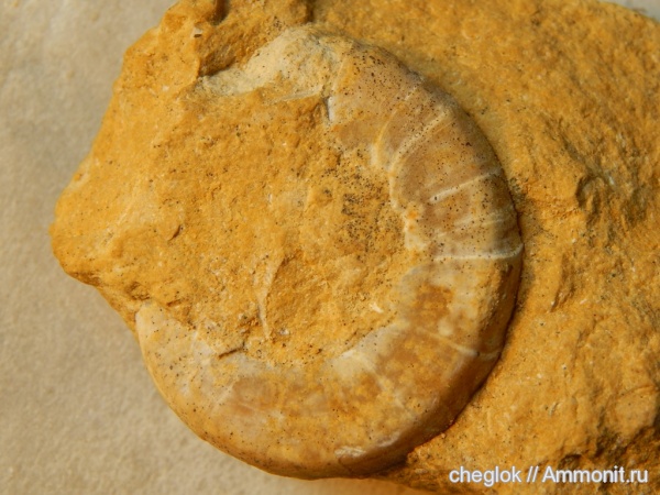 гастроподы, карбон, Русавкино