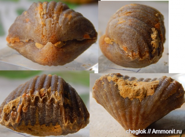 брахиоподы, карбон, Русавкино, Stenoscisma