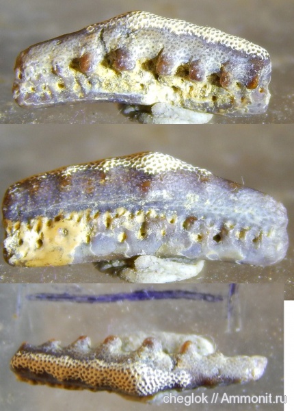 карбон, Русавкино, зубы рыб, Campodus, fish teeth