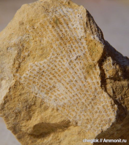 карбон, мшанки, Русавкино, Fenestellida