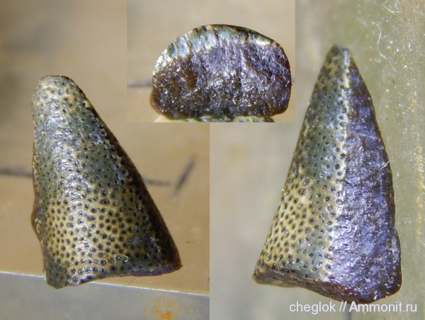 карбон, Гжель, зубы рыб, Eugeneodontiformes, fish teeth