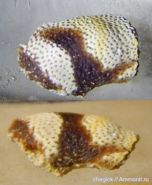 карбон, рыбы, позвоночные, Русавкино, зубы рыб, fish, fish teeth