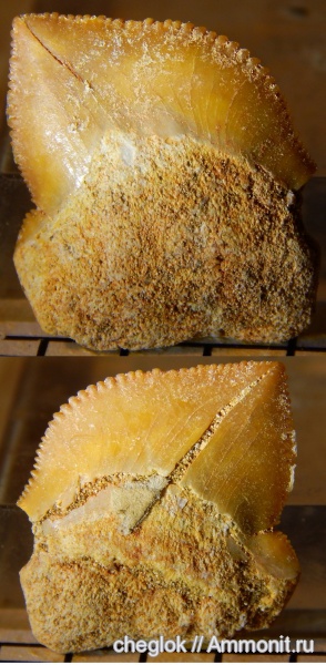 мел, Марокко, акулы, зубы акул, зубы рыб, Squalicorax pristodontus, fish teeth, shark teeth, sharks