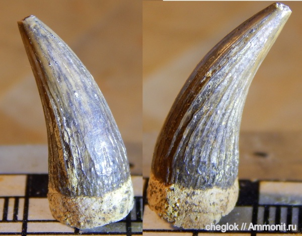 мел, плезиозавры, Варавино, зубы рептилий