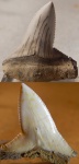 неплохой зуб из Бетпак-Далы, Otodus auriculatus
