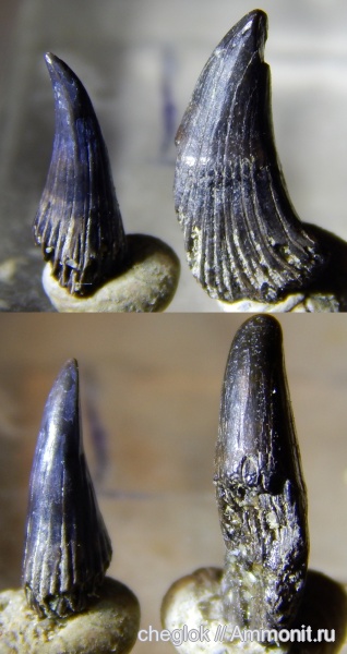 триас, амфибии, р. Унжа, лабиринтодонты, зубы амфибий