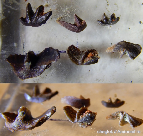 р. Унжа, Dipnoi, зубы рыб, двоякодышащие рыбы, Gnathorhiza, fish teeth