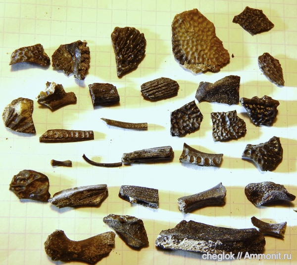 триас, амфибии, р. Унжа, лабиринтодонты