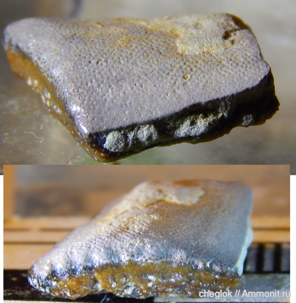 карбон, зубы акул, зубы рыб, Заборье, Psammodus, Psammodontiformes, fish teeth, shark teeth