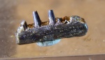 фрагмент челюсти триасовой
