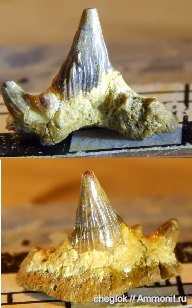 карбон, позвоночные, Русавкино, зубы акул, Ctenacanthiformes, shark teeth